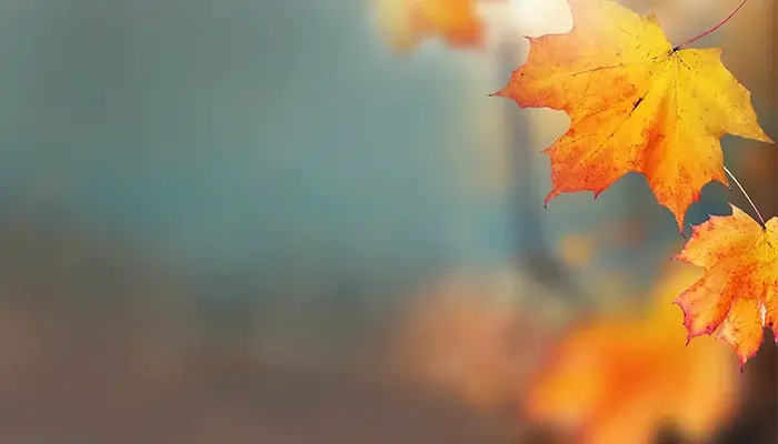 Abstract overlapping leaves in green, orange, and red