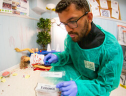 Forensic science student wearing protective gear collecting evidence in a simulated crime scene setup