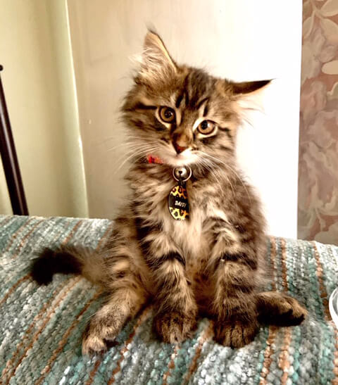 Cat sitting on a bed