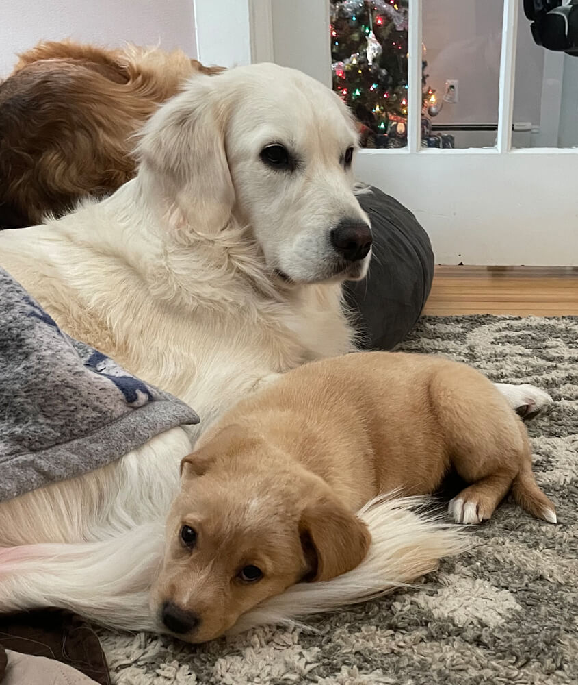 2 dogs laying down