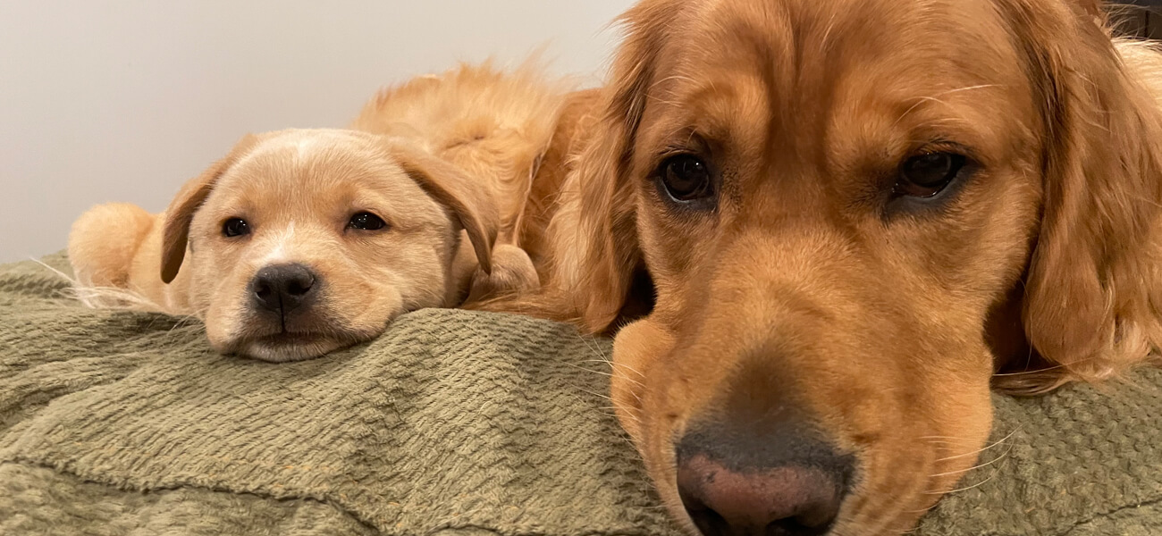 2 dogs laying on a bed