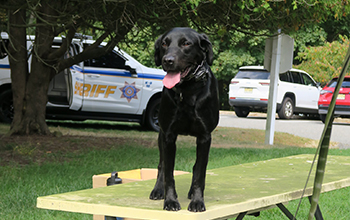 A black labrador retriever dog stands on a picnic table.