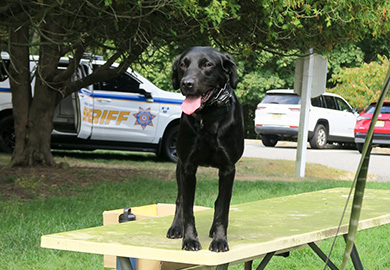 a black dog stands on a table